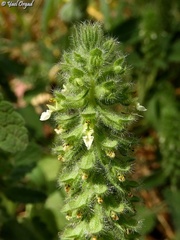 Teucrium lamiifolium