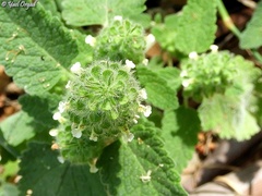 Teucrium lamiifolium