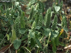 Teucrium lamiifolium