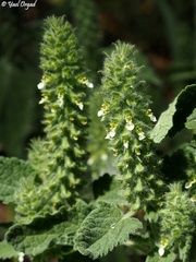 Teucrium lamiifolium