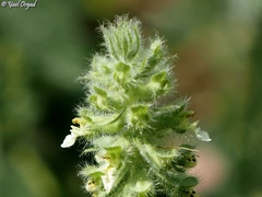 Teucrium lamiifolium