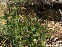 Teucrium lamiifolium