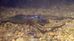 Macrobrachium equidens