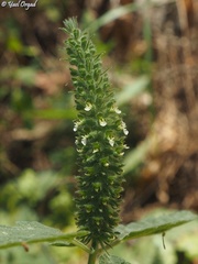 Teucrium lamiifolium