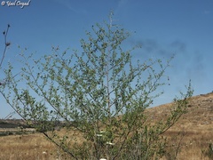 Ziziphus spina-christi