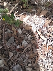 Melanargia ines