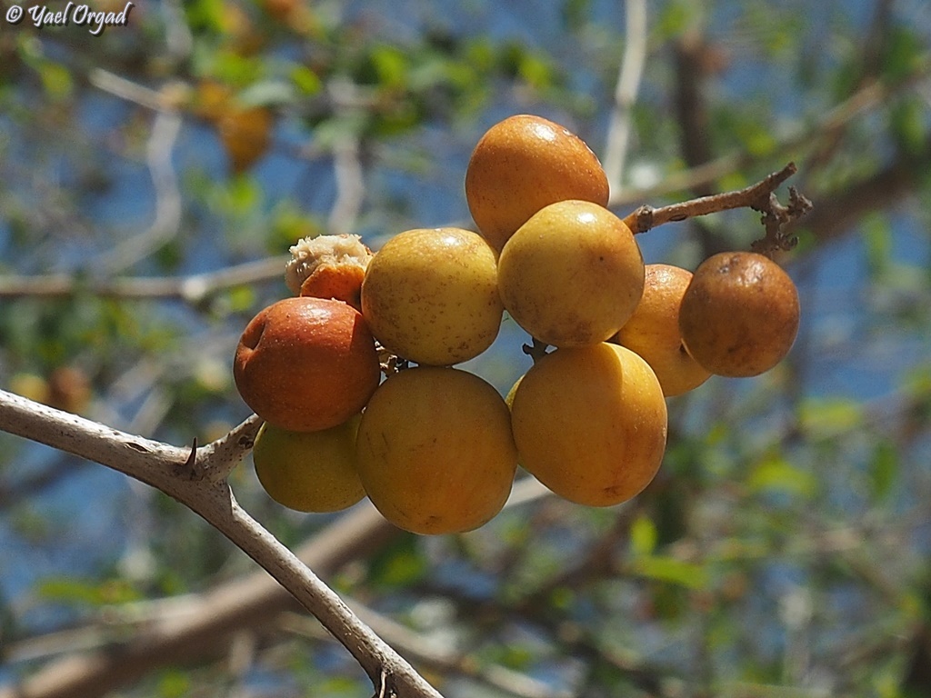 Ziziphus
