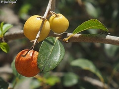 Ziziphus spina-christi
