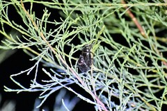 Phaeadoretus comptus