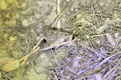 Dichagyris flammatra