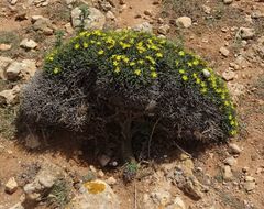 Launaea cervicornis