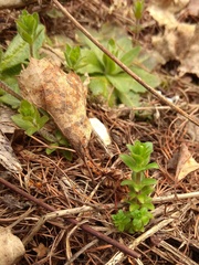 Cruciata glabra krylovii