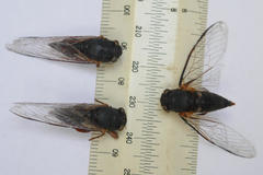 Birrima castanea