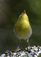 Phylloscopus ruficapilla voelckeri
