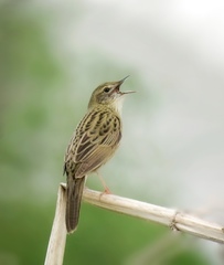 Common Grasshopper Warbler photo 5