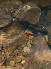 Euastacus
