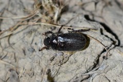 Phaeadoretus comptus