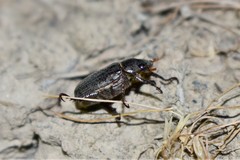 Phaeadoretus comptus