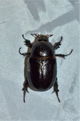 Pentodon bidens bidens