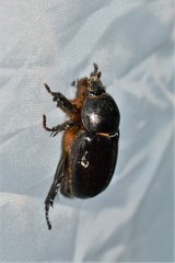 Pentodon bidens bidens