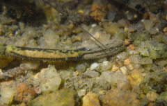 Macrobrachium equidens