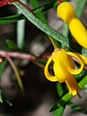 Persoonia nutans