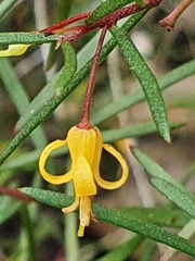 Persoonia nutans