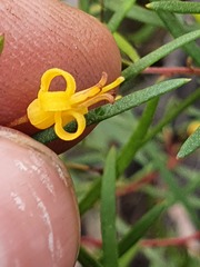 Persoonia nutans