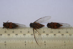 Birrima castanea
