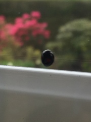 Chilocorus renipustulatus