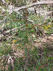 Persoonia nutans