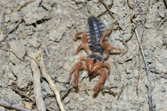 Gylippus