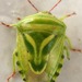 Platacantha - Photo (c) Botswanabugs,  זכויות יוצרים חלקיות (CC BY-NC), הועלה על ידי Botswanabugs
