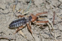 Gylippus
