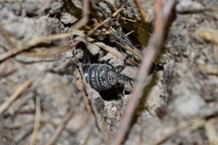 Hemilepistus fedtschenkoi