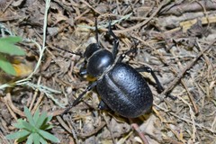 Pelorocnemis punctata