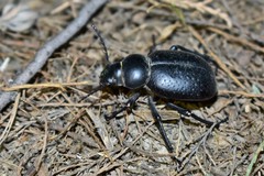 Pelorocnemis punctata