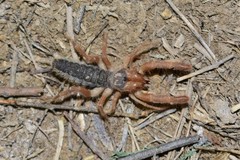 Gylippus