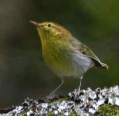 Phylloscopus ruficapilla voelckeri