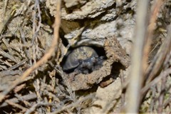 Hemilepistus fedtschenkoi