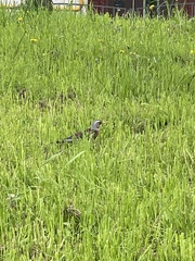 Turdus pilaris