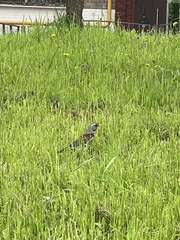 Turdus pilaris