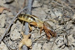 Gryllotalpa unispina