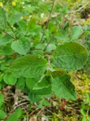 Lonicera caprifolium