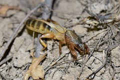 Gryllotalpa unispina