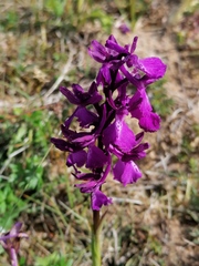 Anacamptis × alata