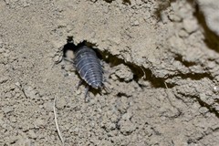 Hemilepistus fedtschenkoi