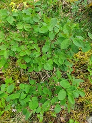 Lonicera caprifolium