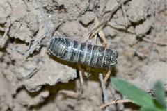 Hemilepistus fedtschenkoi