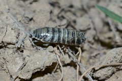 Hemilepistus fedtschenkoi